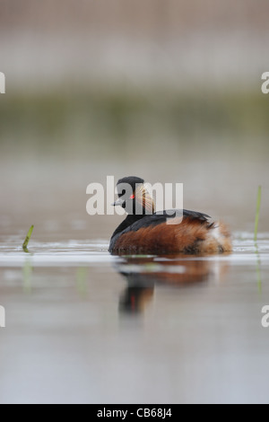 Schwarzhalstaucher (Podiceps Nigricollis, Schwarzhalstaucher) schwimmen, Podicipedidae, Bulgarien Stockfoto