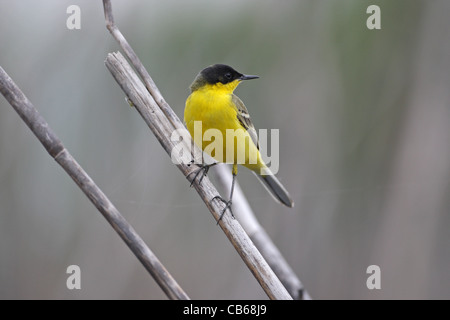 Gelbe Bachstelze /Motacilla Flava / Feldegg Stockfoto