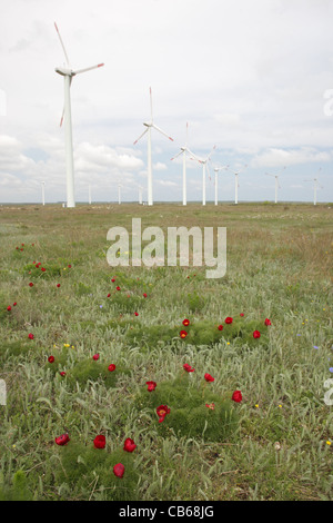 Windkraftanlagen im Windpark Cap Kaliakra mit seltenen Blütenpflanzen (Paeonia Tenuifolia, Bulgarien Stockfoto