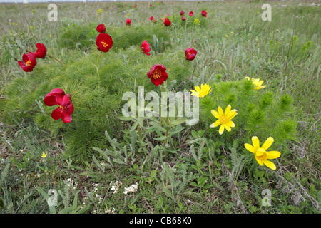 Fernlief Pfingstrose (seltene Pflanze in Bulgarien), Paeonia Tenuifolia und Fasan Auge (Adonis Vernalis), Cap Kaliakra, Bulgarien Stockfoto