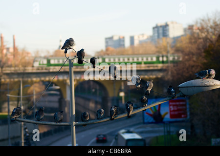 Tauben sitzen auf der Schiene von Laternenpfahl Stockfoto