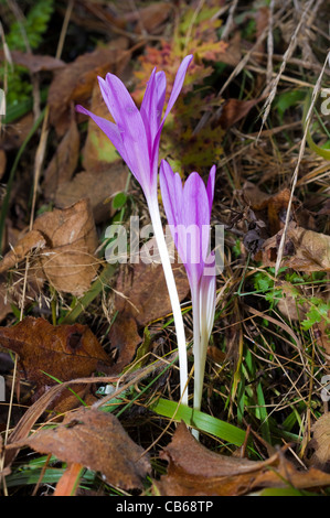 Herbstzeitlose Blumen und Kräuter.  (Colchicum Autumnale) Stockfoto