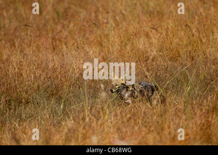 Indische Jackal (Canis Aureus Indicus), auch bekannt als der Himalaya-Schakal ist eine Unterart der Goldschakal, die ursprünglich aus Indien, Bhuta Stockfoto