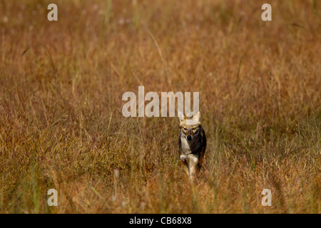 Indische Jackal (Canis Aureus Indicus), auch bekannt als der Himalaya-Schakal ist eine Unterart der Goldschakal, die ursprünglich aus Indien, Bhuta Stockfoto