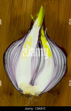 Rote Zwiebel - Scheiben in der Mitte sprießen Stockfoto