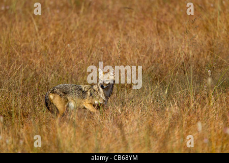 Indische Jackal (Canis Aureus Indicus), auch bekannt als der Himalaya-Schakal ist eine Unterart der Goldschakal, die ursprünglich aus Indien, Bhuta Stockfoto