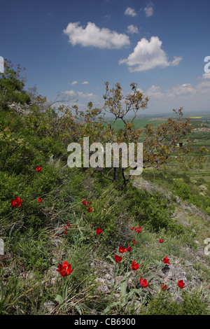 Landschaft mit blühenden Tulipa Rhodopea Velen., seltene endemische bulgarischen Tulpe, Rodopi-Gebirge, Bulgarien Stockfoto