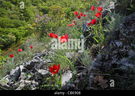 Blüte Tulipa Rhodopea Velen, seltene endemische bulgarischen Tulpe, Rodopi-Gebirge, Bulgarien Stockfoto