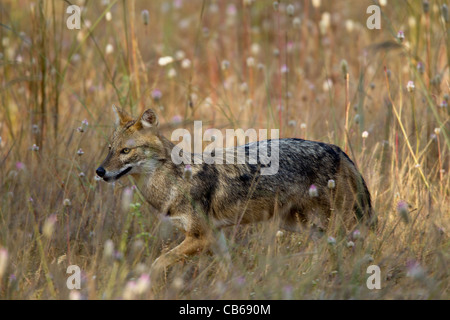 Indische Jackal (Canis Aureus Indicus), auch bekannt als der Himalaya-Schakal ist eine Unterart der Goldschakal, die ursprünglich aus Indien, Bhuta Stockfoto