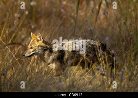 Indische Jackal (Canis Aureus Indicus), auch bekannt als der Himalaya-Schakal ist eine Unterart der Goldschakal, die ursprünglich aus Indien, Bhuta Stockfoto