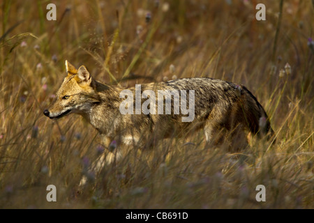 Indische Jackal (Canis Aureus Indicus), auch bekannt als der Himalaya-Schakal ist eine Unterart der Goldschakal, die ursprünglich aus Indien, Bhuta Stockfoto