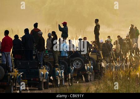 Reihe von touristischen Jeeps fotografieren einen wilden Tiger in Bandhavgarh National park Stockfoto