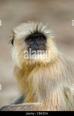 Die nördlichen Ebenen grau-Languren (Semnopithecus Entellus) ist eine Art von Primaten in der Cercopithecidae Stockfoto