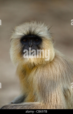 Die nördlichen Ebenen grau-Languren (Semnopithecus Entellus) ist eine Art von Primaten in der Cercopithecidae Stockfoto