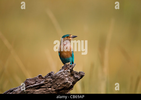 Die indischen Walze (Coracias Feige), auch genannt die Blue Jay in früheren Zeiten ist Mitglied der Roller-Familie der Vögel. Stockfoto