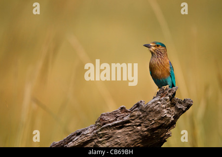 Die indischen Walze (Coracias Feige), auch genannt die Blue Jay in früheren Zeiten ist Mitglied der Roller-Familie der Vögel. Stockfoto