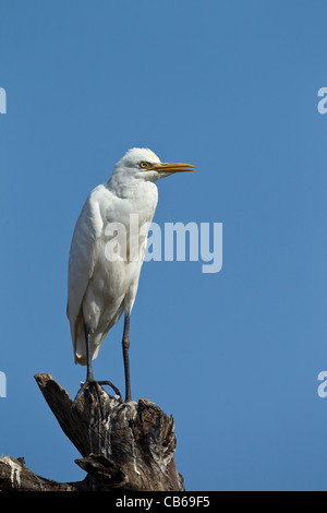 Kuhreiher (Bubulcus Ibis) Stockfoto
