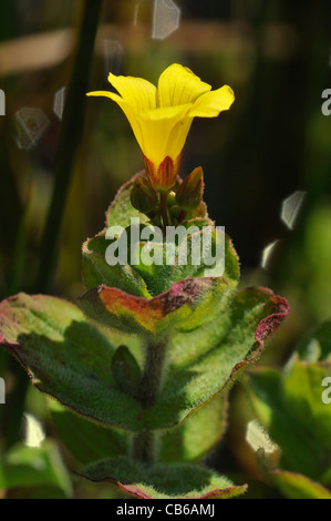 Marsh St-Johanniskraut - Hypericum elodes Stockfoto