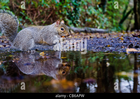 Grauhörnchen Reflexion Stockfoto