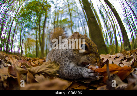 Graue Eichhörnchen hautnah Stockfoto