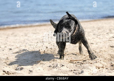 Labrador Retriever abschütteln Sand und Wasser Stockfoto