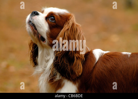 Cavalier King Charles Spaniel Stockfoto