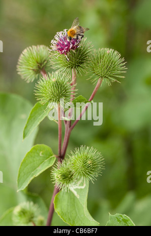 Makroaufnahme einer dornigen Blume. (Arctium Lappa) auf grünem Hintergrund Stockfoto