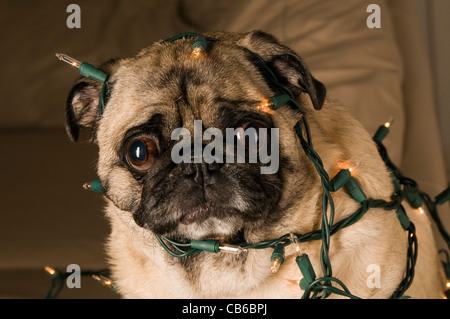 Mops in Weihnachtsbeleuchtung gewickelt Stockfoto