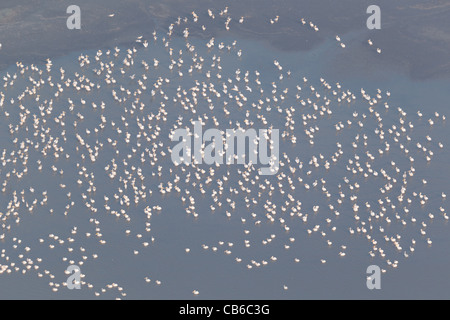 Flamingos im flachen Wasser, Kenia, Afrika Stockfoto