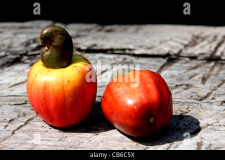 Amazonas Brasilien (Brasil) Cashewapfel mit Kernel Mutter an der Spitze der "Pseudo-Frucht" Stockfoto