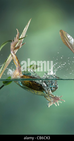Gemeinsamen Frosch Rana Temporaria springen UK Stockfoto