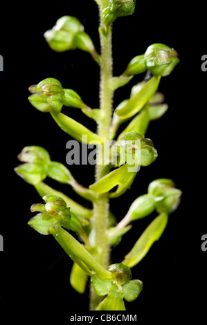 Gemeinsamen Nestwurzen Listera Ovata UK Stockfoto