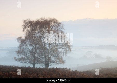 Nebligen Morgen am Mogshade-Hügel, im New Forest National Park, Hampshire, UK Stockfoto