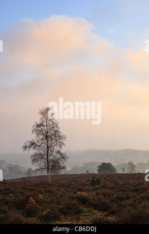 Nebligen Morgen am Mogshade-Hügel, im New Forest National Park, Hampshire, UK Stockfoto