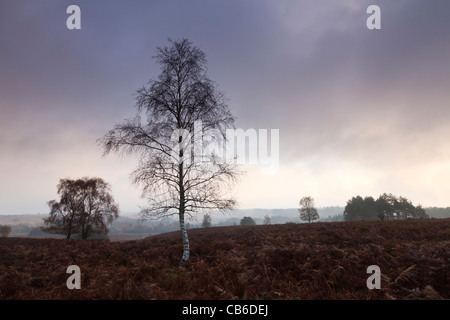 Nebligen Morgen am Mogshade-Hügel, im New Forest National Park, Hampshire, UK Stockfoto