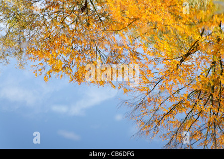 Herbstfarben am Burnham Beeches Stockfoto