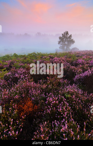 Sonnenaufgang an einem nebligen spät Sommermorgen in Rockford Common im New Forest National Park, Hampshire, UK Stockfoto