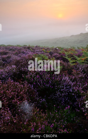 Sonne durch den Nebel an einem späten Sommermorgen in Rockford Common im New Forest National Park, Hampshire, UK Stockfoto