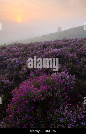 Sonne durch den Nebel an einem späten Sommermorgen in Rockford Common im New Forest National Park, Hampshire, UK Stockfoto