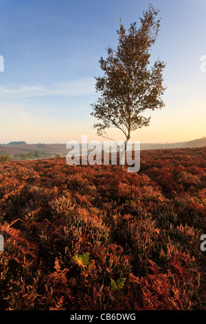 Herbstfarben am gemeinsamen Rockford, im New Forest National Park, Hampshire, UK Stockfoto