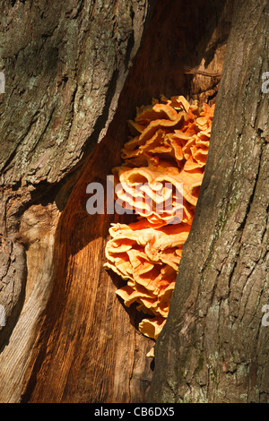 Schwefel Polypore - Huhn des Waldes Stockfoto