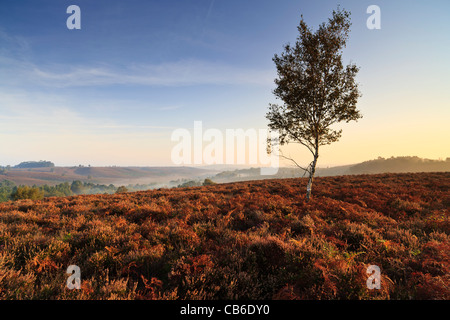 Herbstfarben am gemeinsamen Rockford, im New Forest National Park, Hampshire, UK Stockfoto