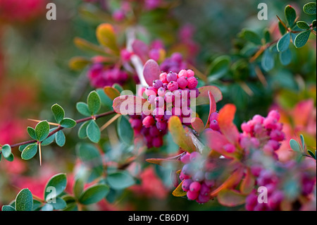 Berberis X carminea Barbarossa Herbst Beeren Stockfoto