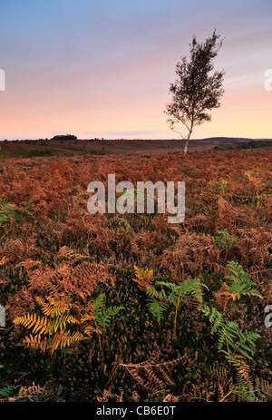 Herbst Sonnenaufgang an der gemeinsamen Rockford, New Forest National Park, Hampshire, UK Stockfoto