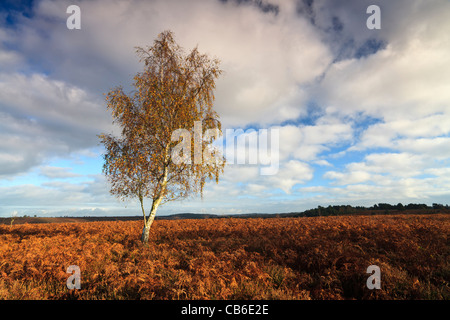 Herbstfarben am gemeinsamen Rockford, im New Forest National Park, Hampshire, UK Stockfoto