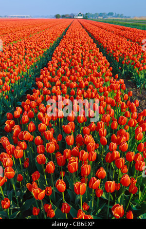 Niederländische Birne und Blumen Felder im Frühling in den Niederlanden Stockfoto