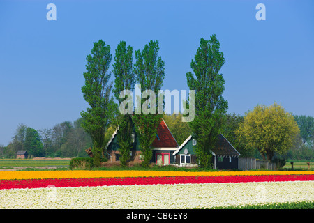 Niederländische Birne und Blumen Felder im Frühling in den Niederlanden Stockfoto