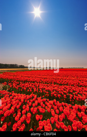 Niederländische Birne und Blumen Felder im Frühling in den Niederlanden Stockfoto