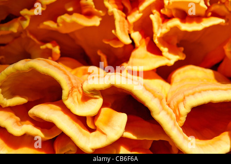 Schwefel Polypore - Huhn des Waldes Stockfoto