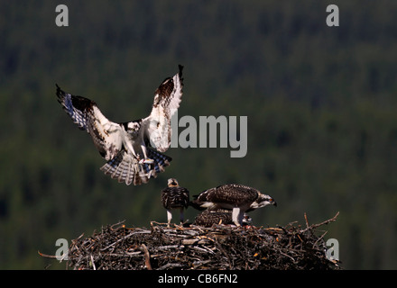 Fischadler Pandion haliaetus Stockfoto